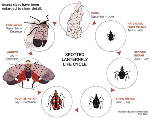 Spotted Lanternfly Life Cycle