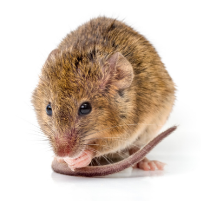 How To Get Rid Of Rodents