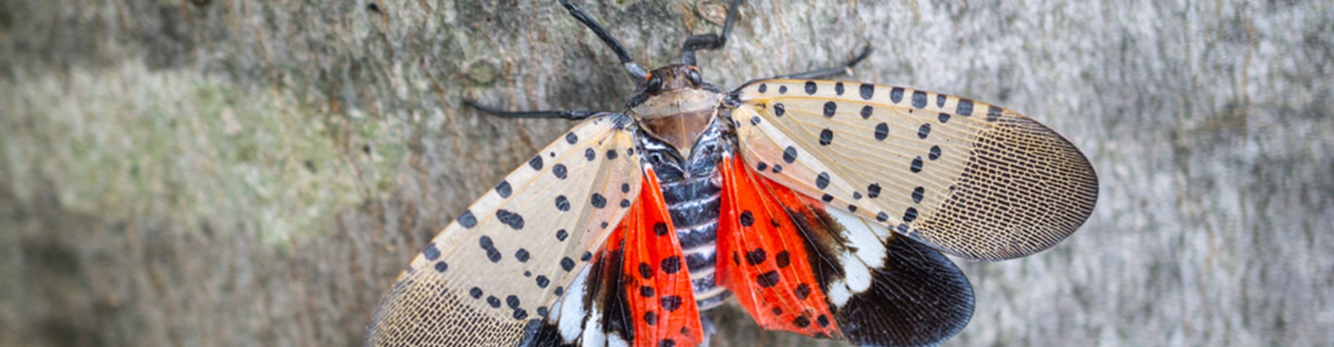 Spotted Lanternfly